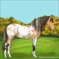 Horse Color:White Spotted Buckskin Roan Appaloosa 