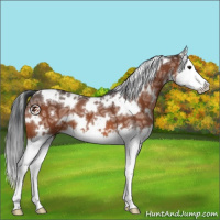 Horse Color:White Spotted Brown Ice Splash 