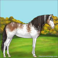 Horse Color:White Spotted Buckskin Roan 