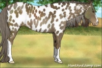 Horse Color:Chocolate Palomino Near Leopard