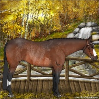 Horse Color:Bay Rabicano  and Bay Rabicano 