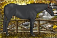Horse Color:Black 
