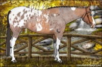 Horse Color:Bay Roan Splash Tobiano Appaloosa  and Bay Roan Splash Tobiano Appaloosa 
