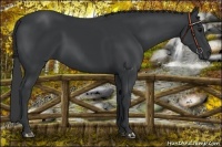 Horse Color:Black 
