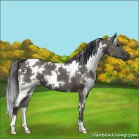 Horse Color:White Spotted Grullo 