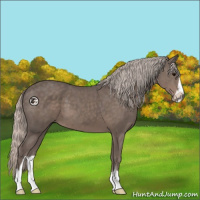 Horse Color:Silver Black Sabino 