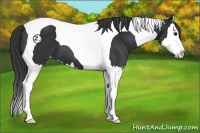 Horse Color:Black Splash Tobiano Appaloosa 