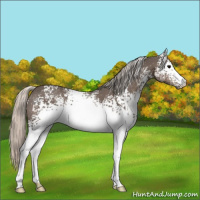 Horse Color:White Spotted Silver Black 