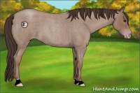 Horse Color:Classic Champagne Roan 