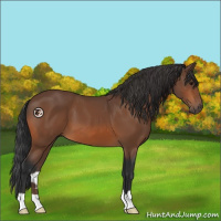 Horse Color:Bay 