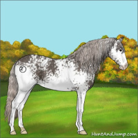 Horse Color:White Spotted Silver Black 