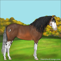 Horse Color:Bay Splash 