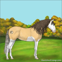 Horse Color:Amber Cream Champagne Splash 