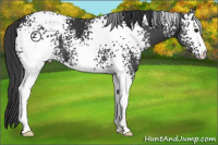 Horse Color:White Spotted Black Appaloosa