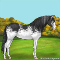 Horse Color:White Spotted Black 
