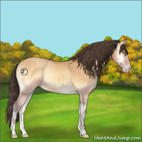 Horse Color:Amber Champagne Onyx Sabino 