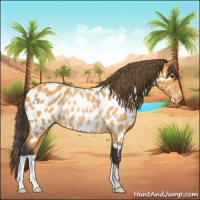Horse Color:Buckskin Appaloosa Rabicano 