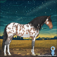 Horse Color:Brown Appaloosa 