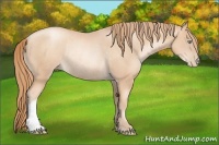 Horse Color:Gold Champagne Pearl Rabicano  and Gold Champagne Pearl Rabicano 