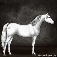 Horse Color:Gray Black 