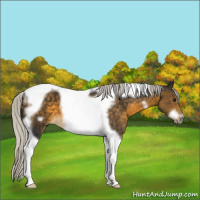 Horse Color:Silver Buckskin Tobiano Frame 