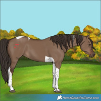 Horse Color:Liver Red Dun Tobiano 