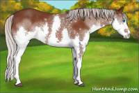 Horse Color:Silver Brown Sabino Splash Rabicano 