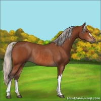 Horse Color:Silver Brown Rabicano  and Silver Bay Rabicano 