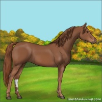 Horse Color:Chestnut 