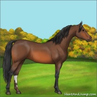 Horse Color:Bay 