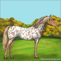 Horse Color:Chestnut Appaloosa