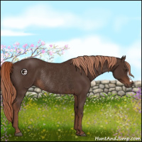 Horse Color:Liver Chestnut Rabicano 