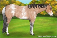 Horse Color:White Spotted Bay Roan