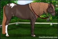 Horse Color:Liver Chestnut Appaloosa