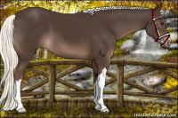 Horse Color:Liver Chestnut Mushroom 