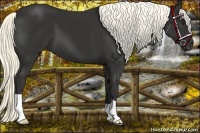 Horse Color:Liver Chestnut Mushroom 