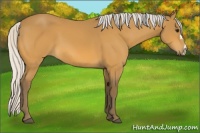 Horse Color:Silver Buckskin 