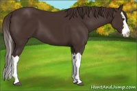 Horse Color:Liver Chestnut Splash 