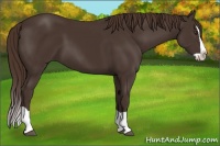 Horse Color:Liver Chestnut Splash 