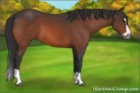 Horse Color:Bay Splash Frame 