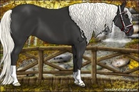 Horse Color:Liver Chestnut Mushroom