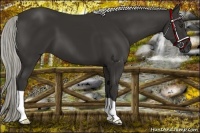 Horse Color:Liver Chestnut Mushroom 