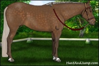 Horse Color:Silver Buckskin Mushroom 
