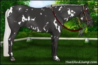 Horse Color:White Spotted Liver Chestnut Mushroom 