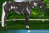 Horse Color:White Spotted Liver Chestnut Mushroom