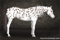 Horse Color:White Spotted Bay Appaloosa 