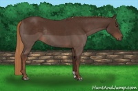 Horse Color:Liver Chestnut Rabicano