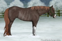 Horse Color:Liver Chestnut Rabicano 