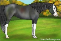 Horse Color:Black Splash