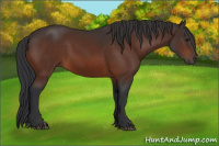 Horse Color:Brown 